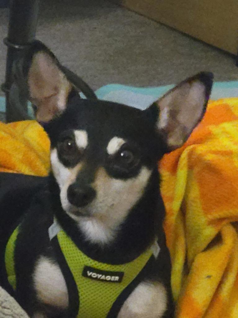Petunia (nka Penny), Adopted, Young Female Chihuahua & Rat Terrier.