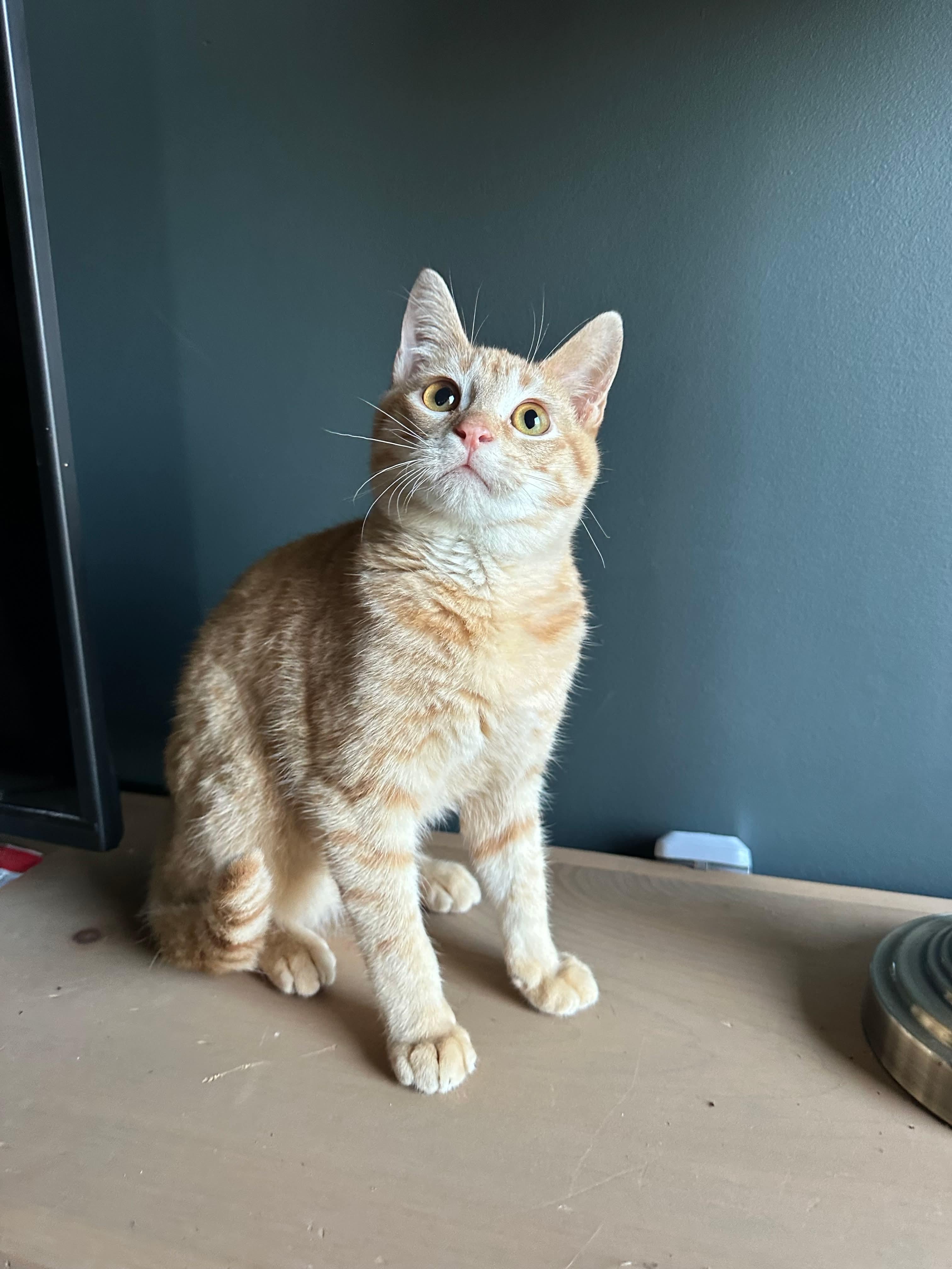 Enlarge CRUSH, a Adopted Domestic Short Hair in St Francois Xavier, MB image 1/1