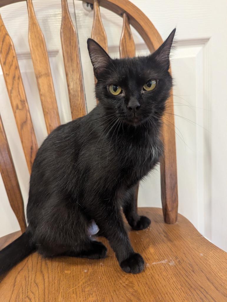 Tulip, Adoptable, Young Female Domestic Short Hair.