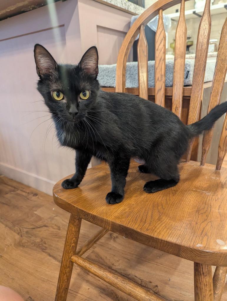 Tulip, a Adoptable mixed breed in Fort Oglethorpe, GA image 2/5