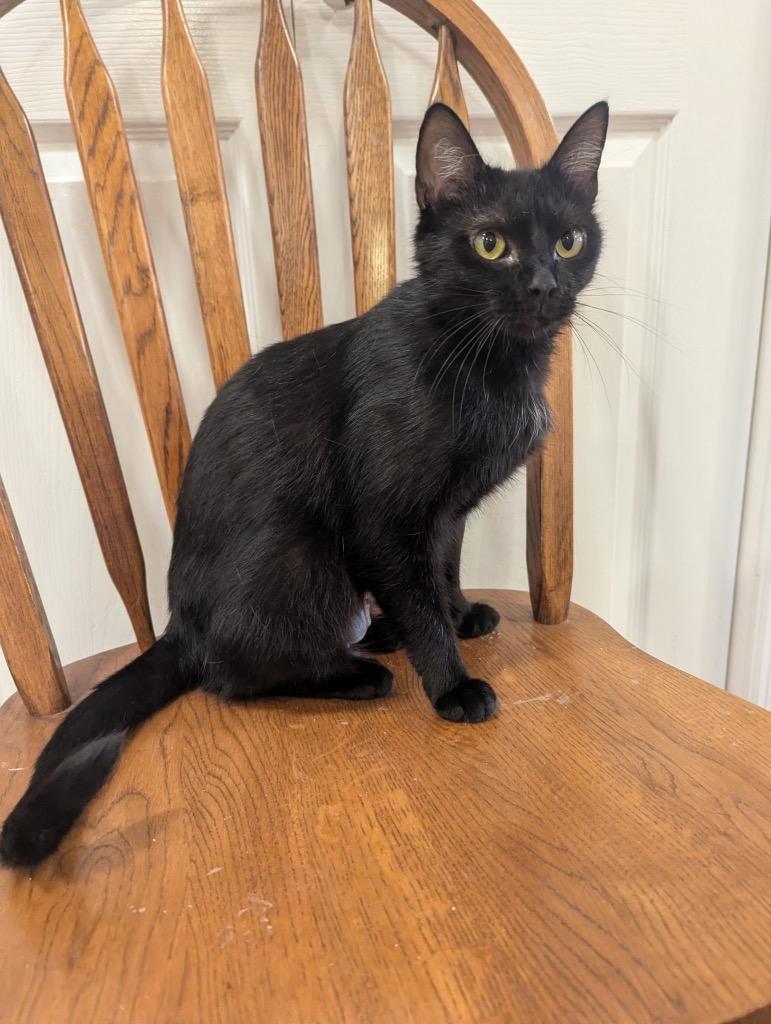 Tulip, a Adoptable mixed breed in Fort Oglethorpe, GA image 3/5