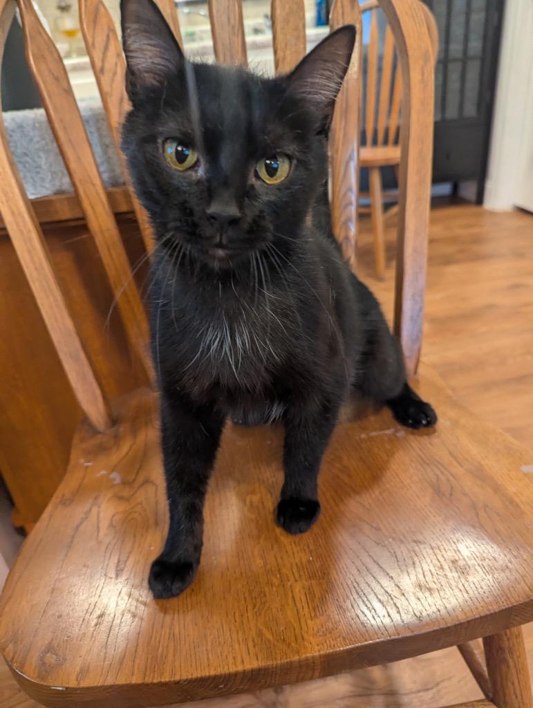 Tulip, a Adoptable mixed breed in Fort Oglethorpe, GA image 4/5