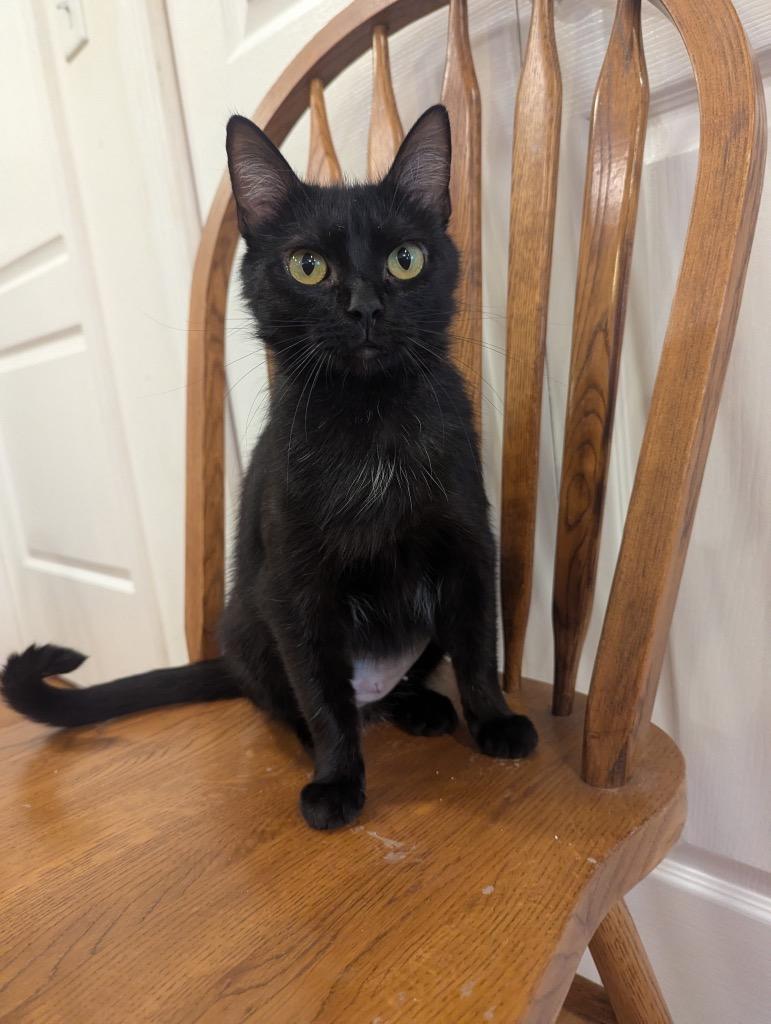 Tulip, a Adoptable mixed breed in Fort Oglethorpe, GA image 5/5