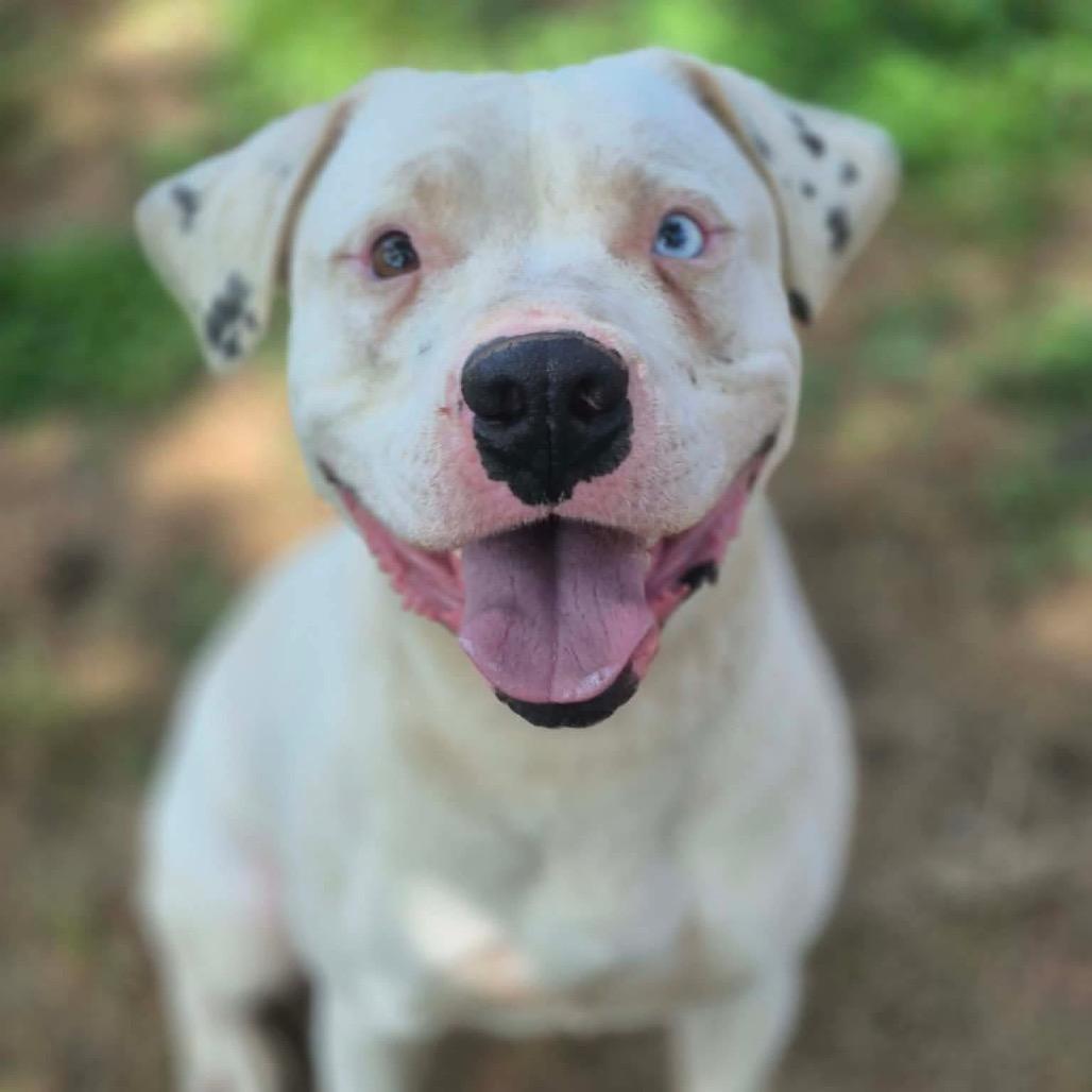 Enlarge Azazel, a Adoptable Pit Bull Terrier in Dover, AR image 1/4