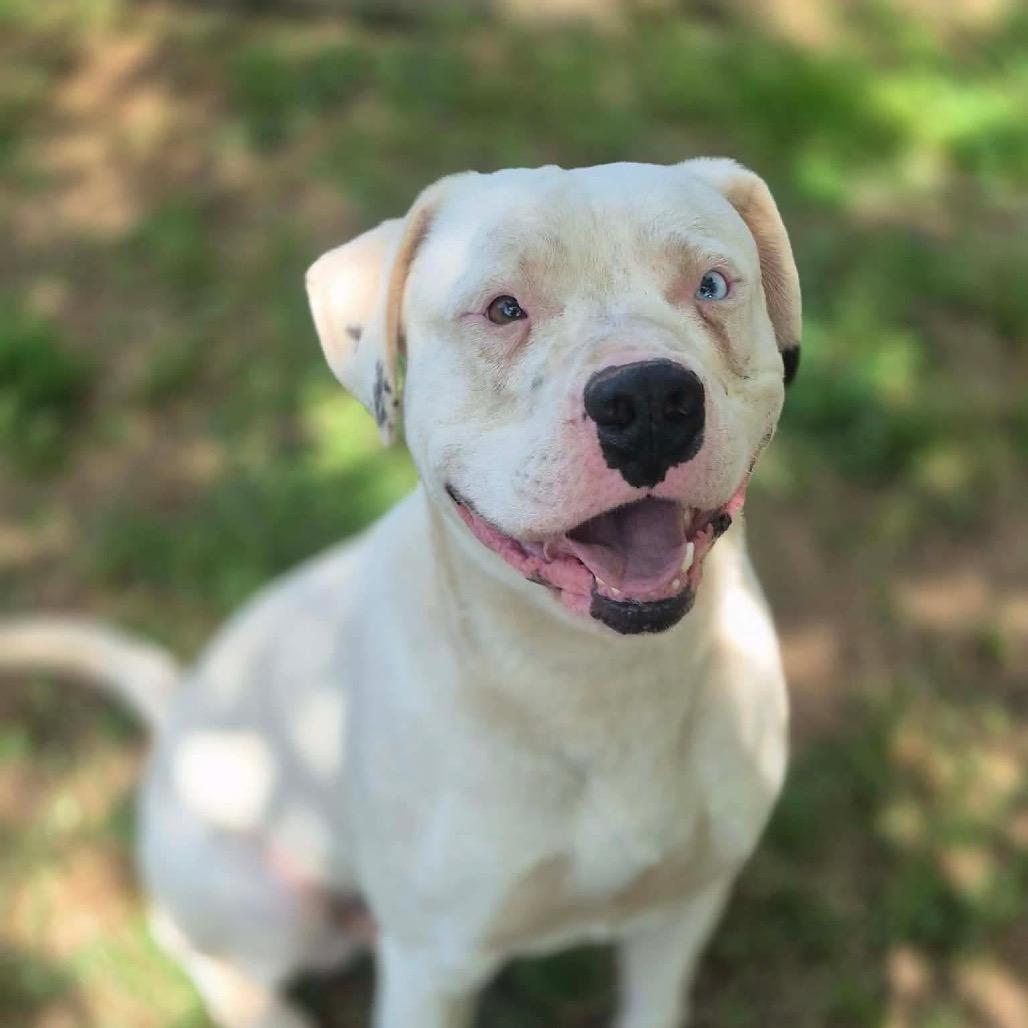 Enlarge Azazel, a Adoptable Pit Bull Terrier in Dover, AR image 2/4