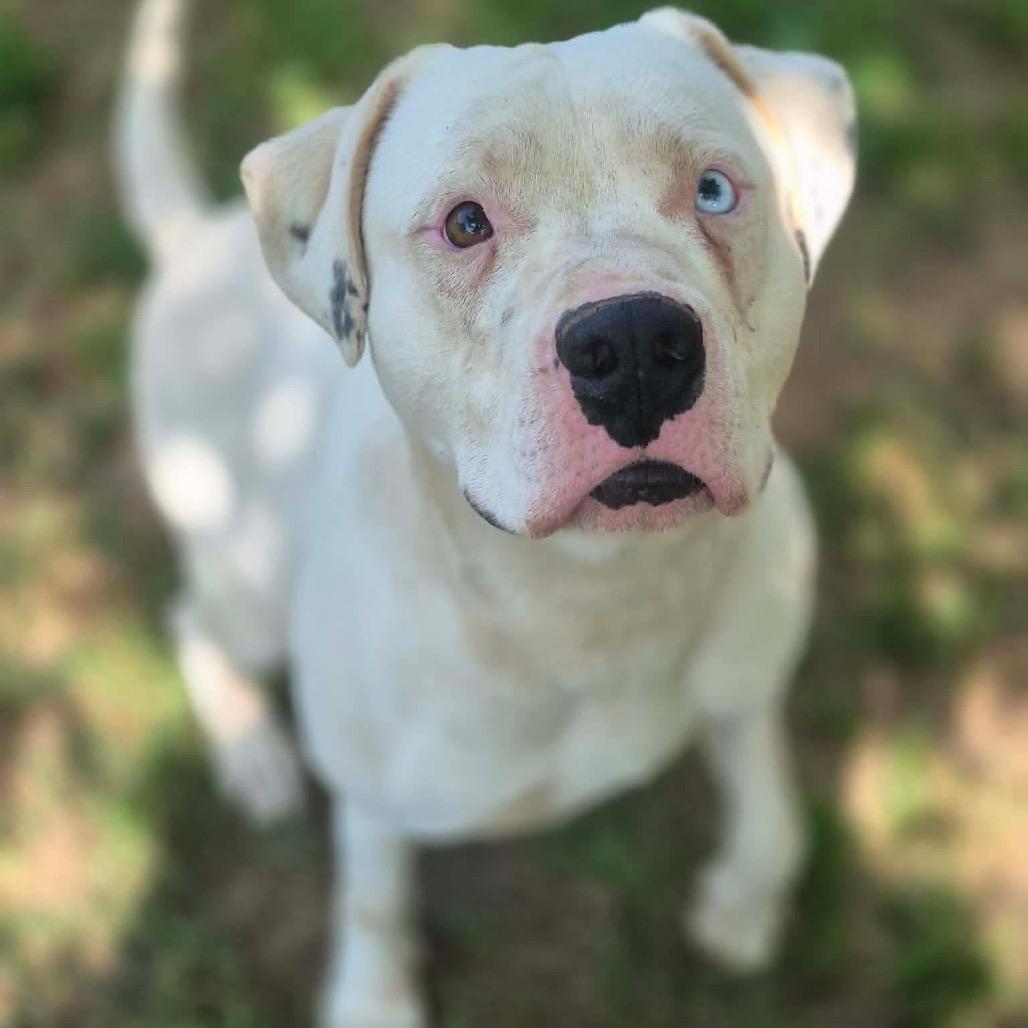 Enlarge Azazel, a Adoptable Pit Bull Terrier in Dover, AR image 3/4