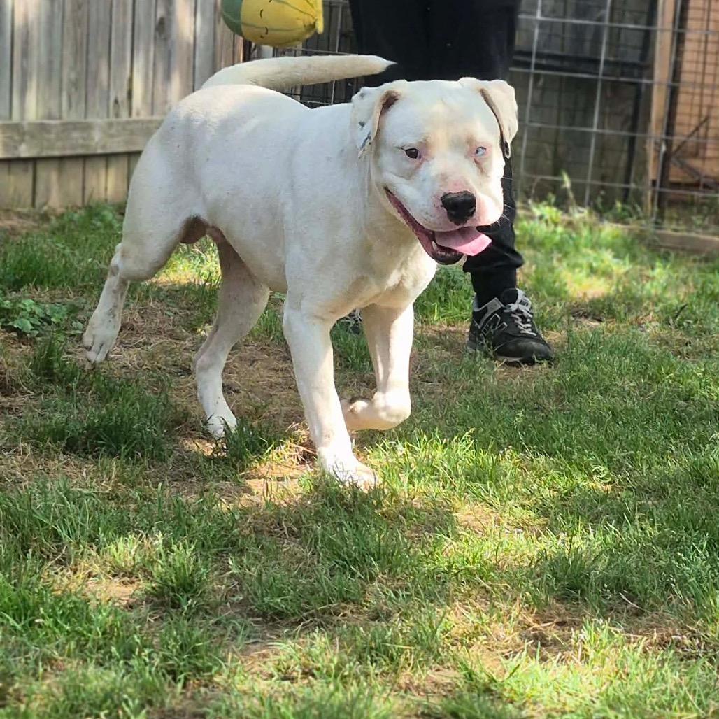 Enlarge Azazel, a Adoptable Pit Bull Terrier in Dover, AR image 4/4