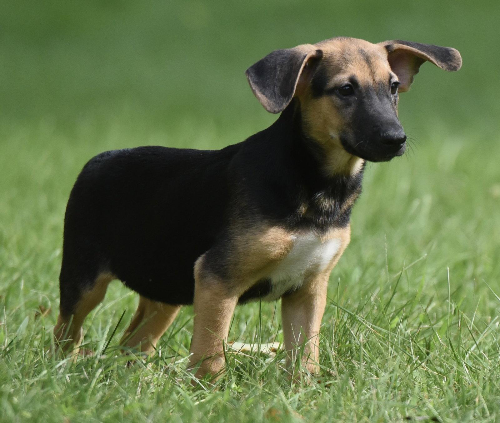 Enlarge Reece, a Adoptable mixed breed in Mechanicsburg, PA image 1/3