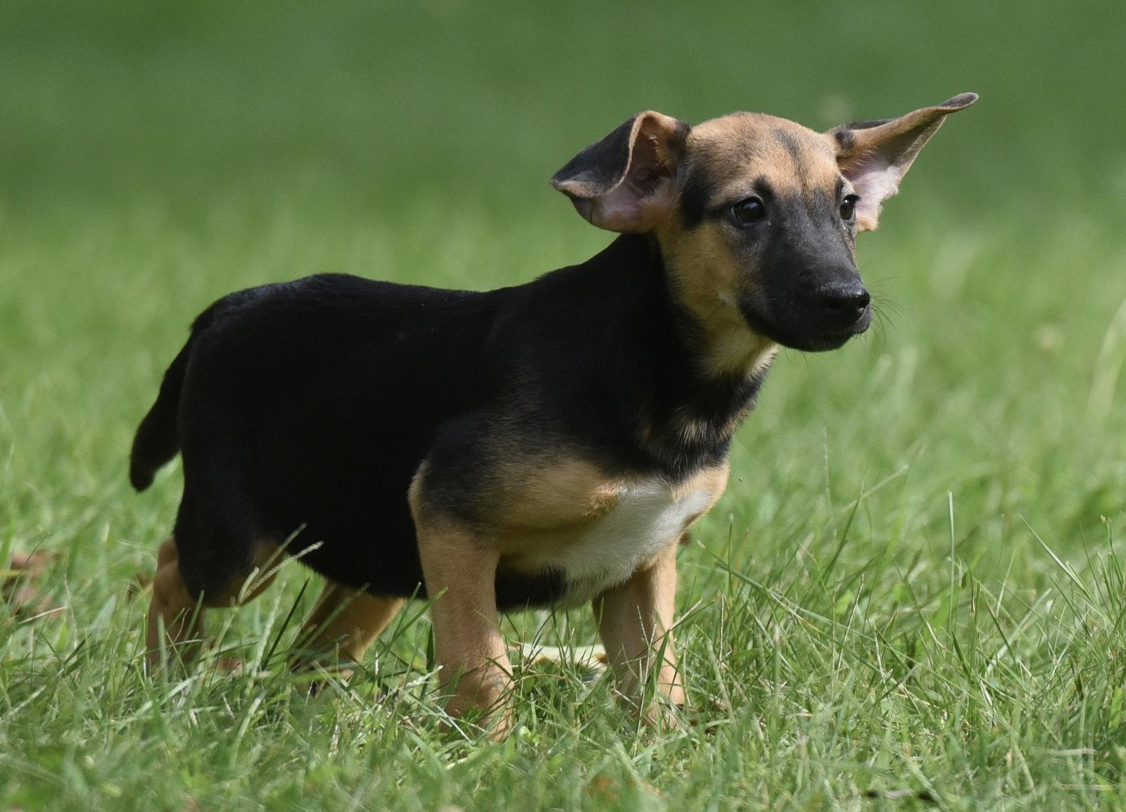 Enlarge Reece, a Adoptable mixed breed in Mechanicsburg, PA image 2/3