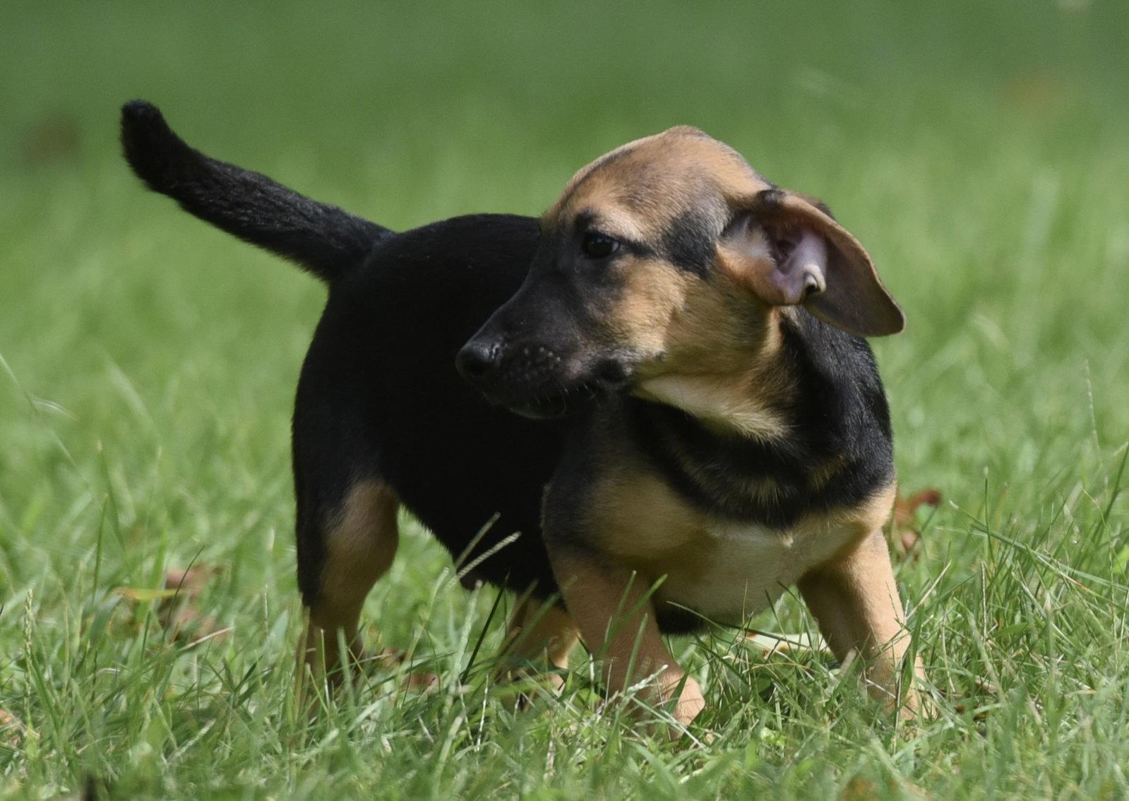 Enlarge Reece, a Adoptable mixed breed in Mechanicsburg, PA image 3/3
