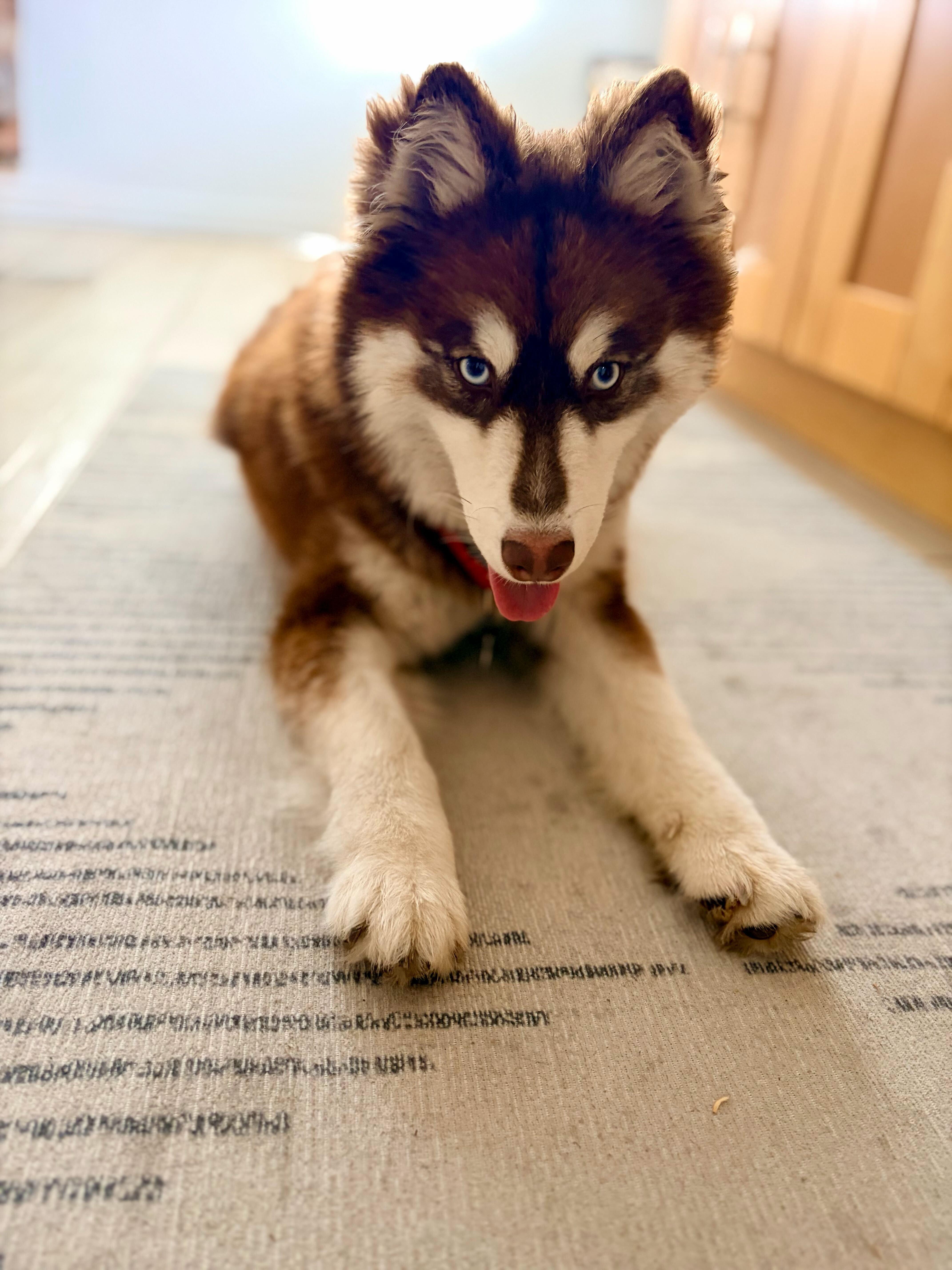 Gypsy, adopted, Puppy Female Husky.
