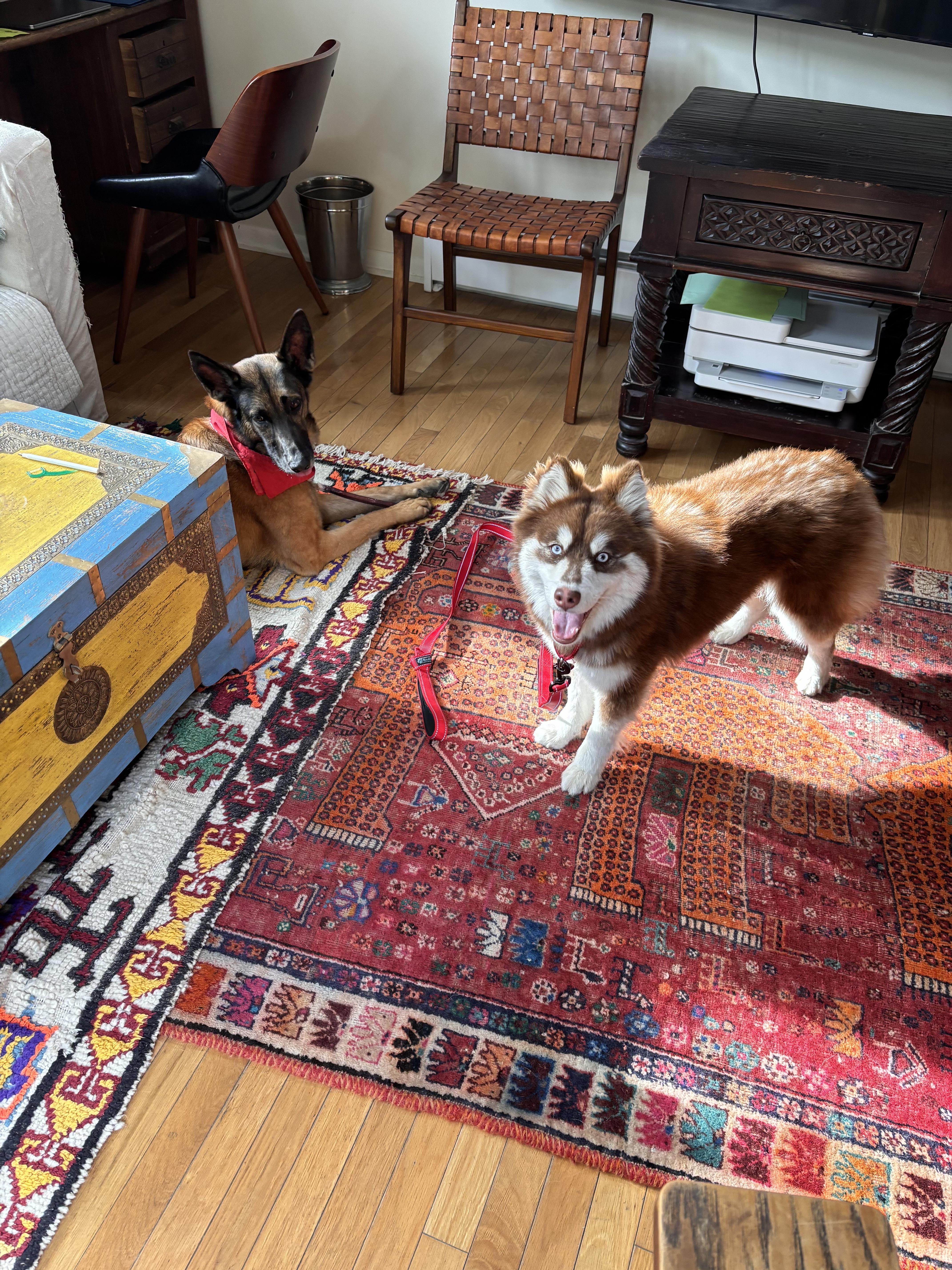 Gypsy, an adopted Husky in Los Angeles, CA image 5/6