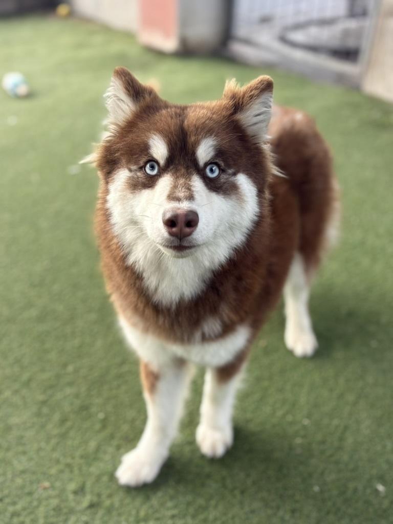 Gypsy, an adopted Husky in Los Angeles, CA image 3/6