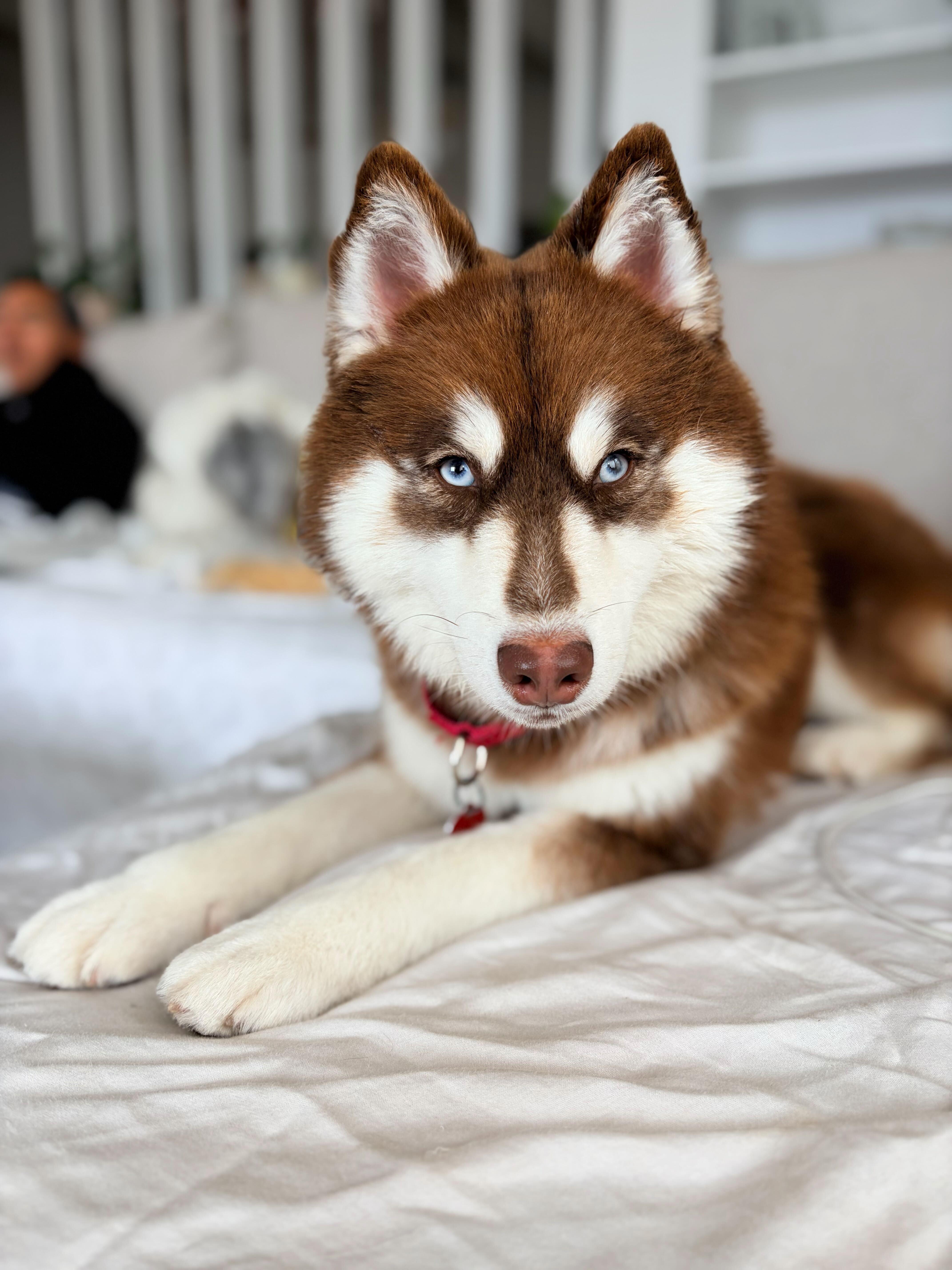 Gypsy, an adopted Husky in Los Angeles, CA image 4/6