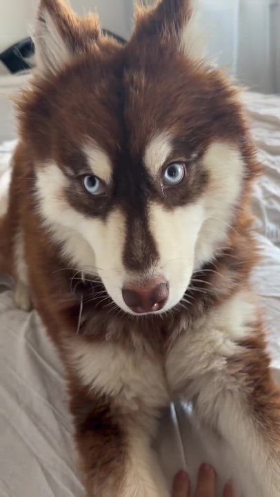 Enlarge Gypsy, an adopted Husky in Los Angeles, CA video 2/6