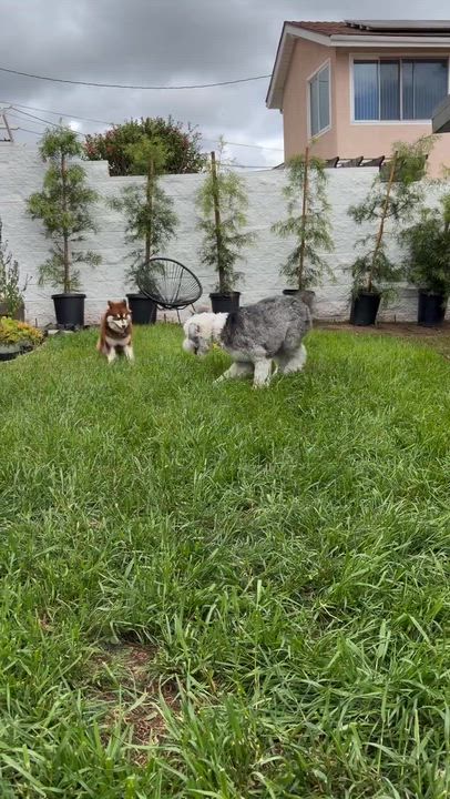 Enlarge Gypsy, an adopted Husky in Los Angeles, CA video 6/6
