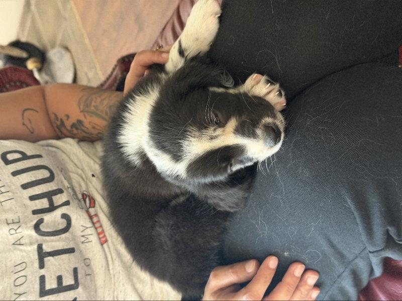 Enlarge Blueberry, a Adopted mixed breed in San Diego, CA image 1/3