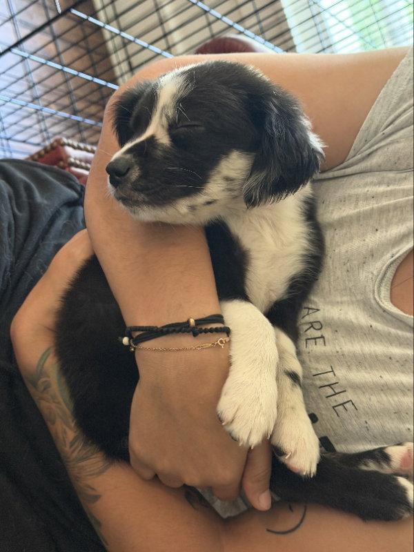 Enlarge Blueberry, a Adopted mixed breed in San Diego, CA image 2/3