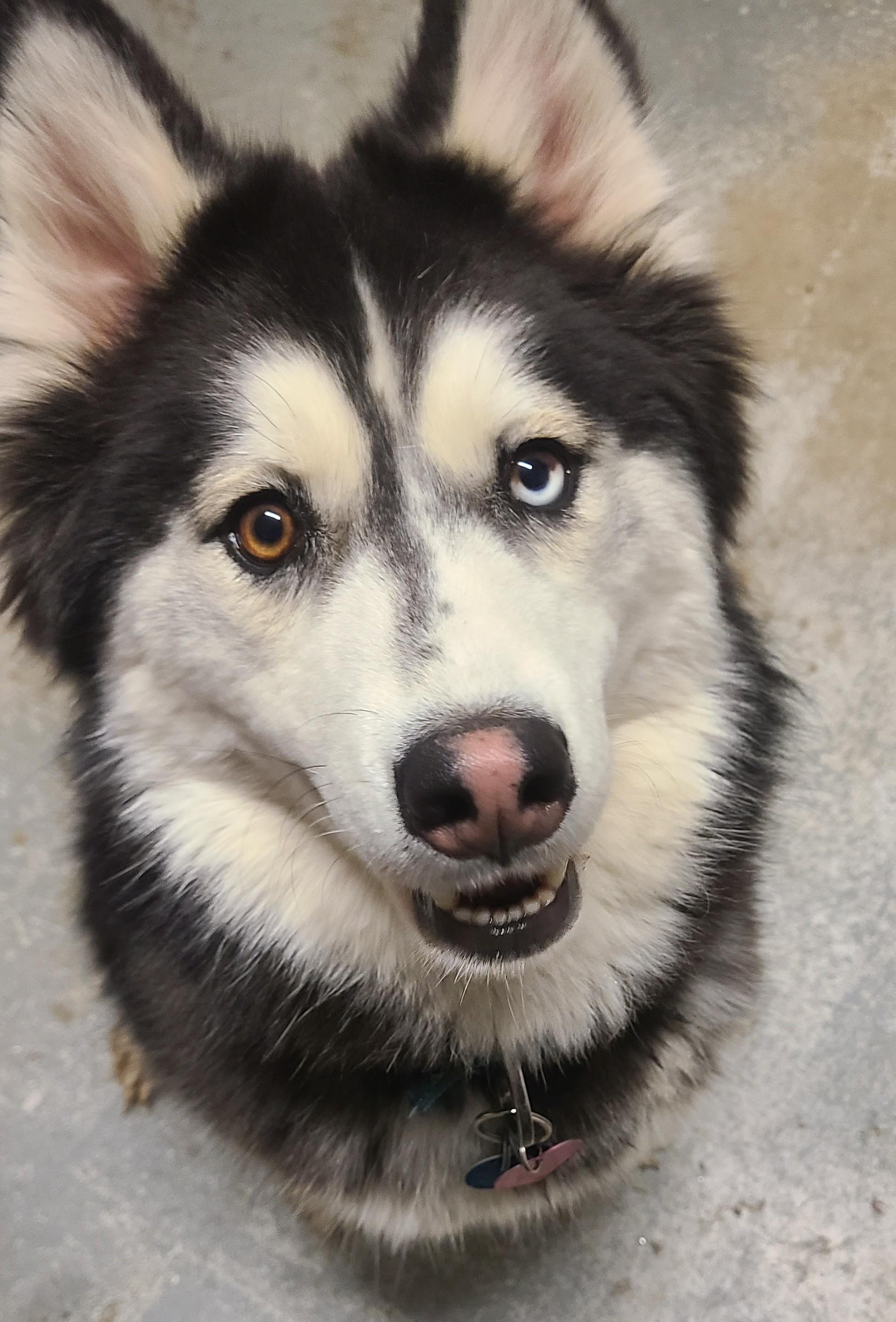 Roamy, adopted, Young Female Siberian Husky.