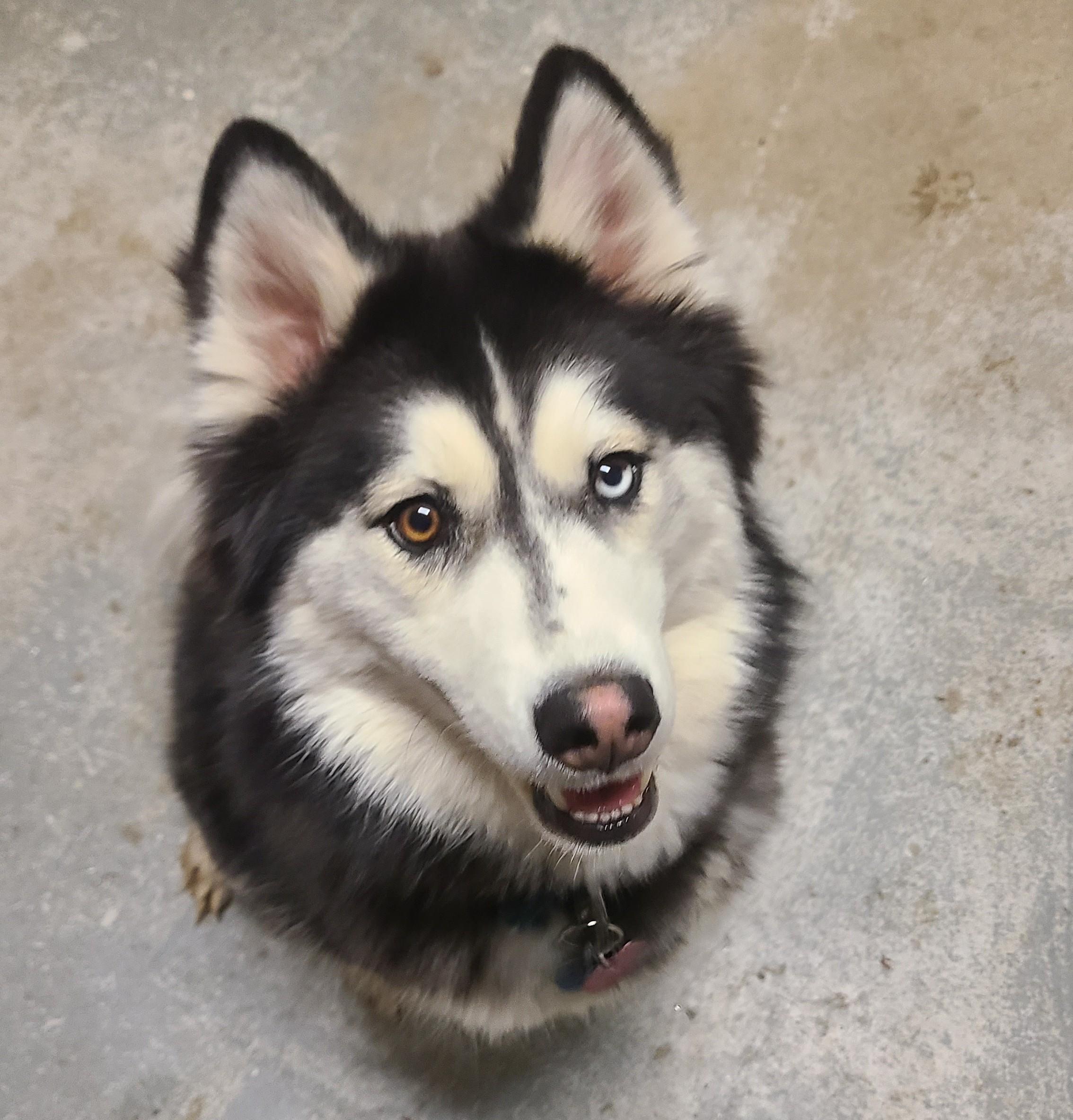 Enlarge Roamy, an adopted Siberian Husky in Newcastle, WY image 3/3