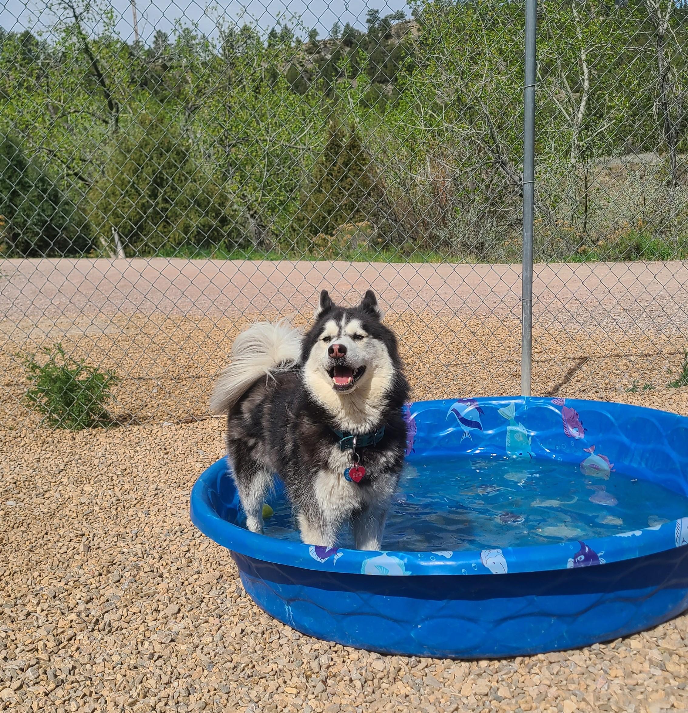Enlarge Roamy, an adopted Siberian Husky in Newcastle, WY image 2/3