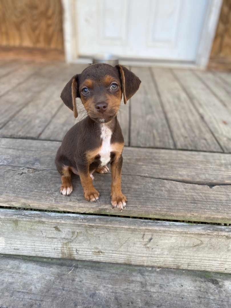 Enlarge Paco, a Adoptable mixed breed in Walker, LA image 1/2