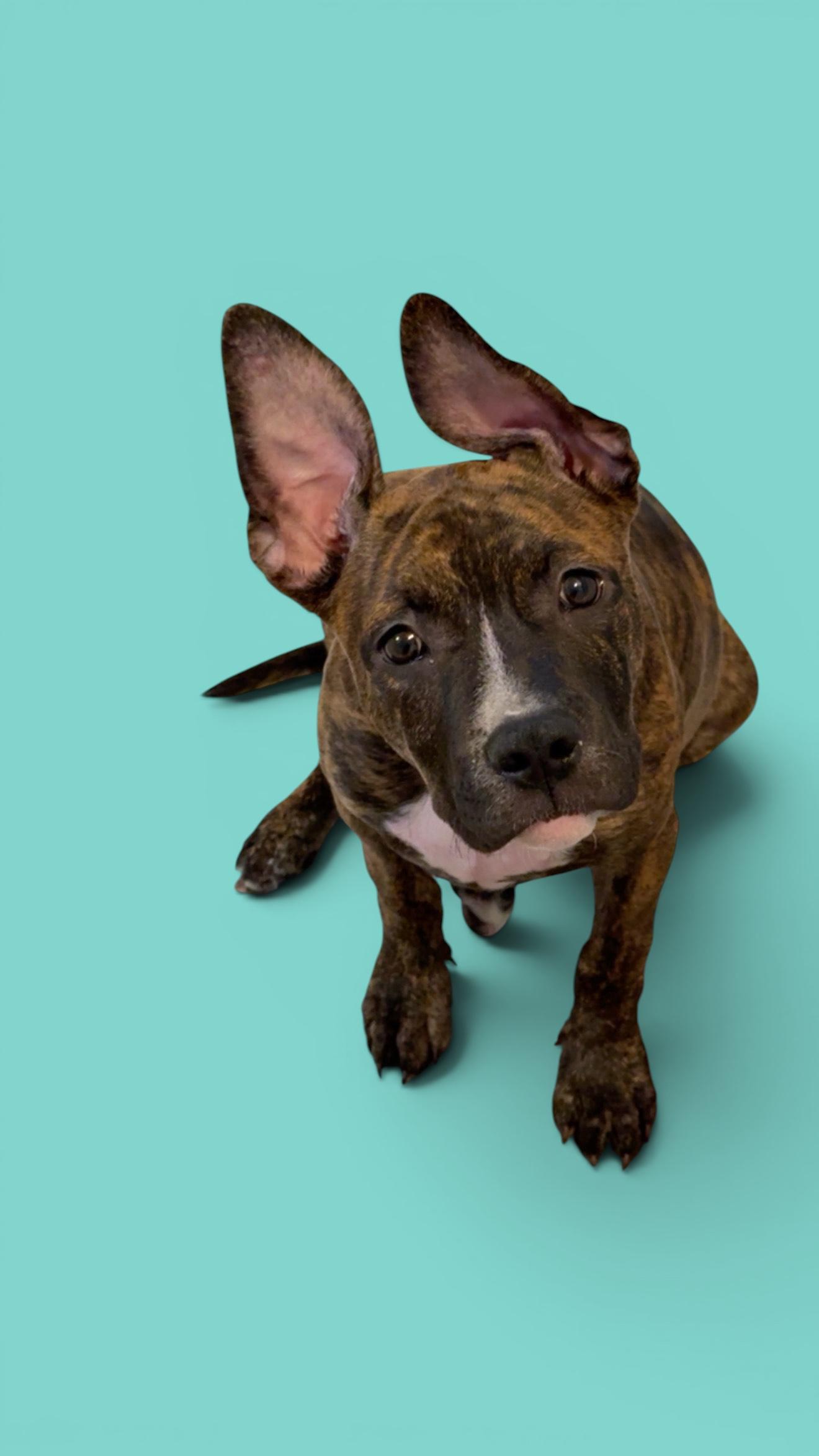 Yogi-ADOPT Me!, a ADOPTABLE mixed breed in Redondo Beach, CA image 2/2