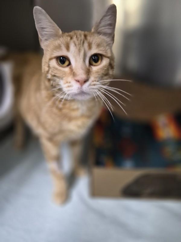Enlarge Cream Puff, a Adoptable mixed breed in Williams Lake, BC image 1/1