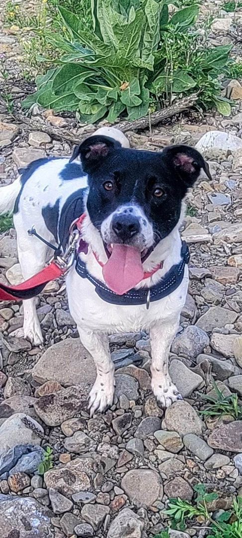 Oreo, an adoptable Jack Russell Terrier, Corgi in White Plains, MD, 20695 | Photo Image 1