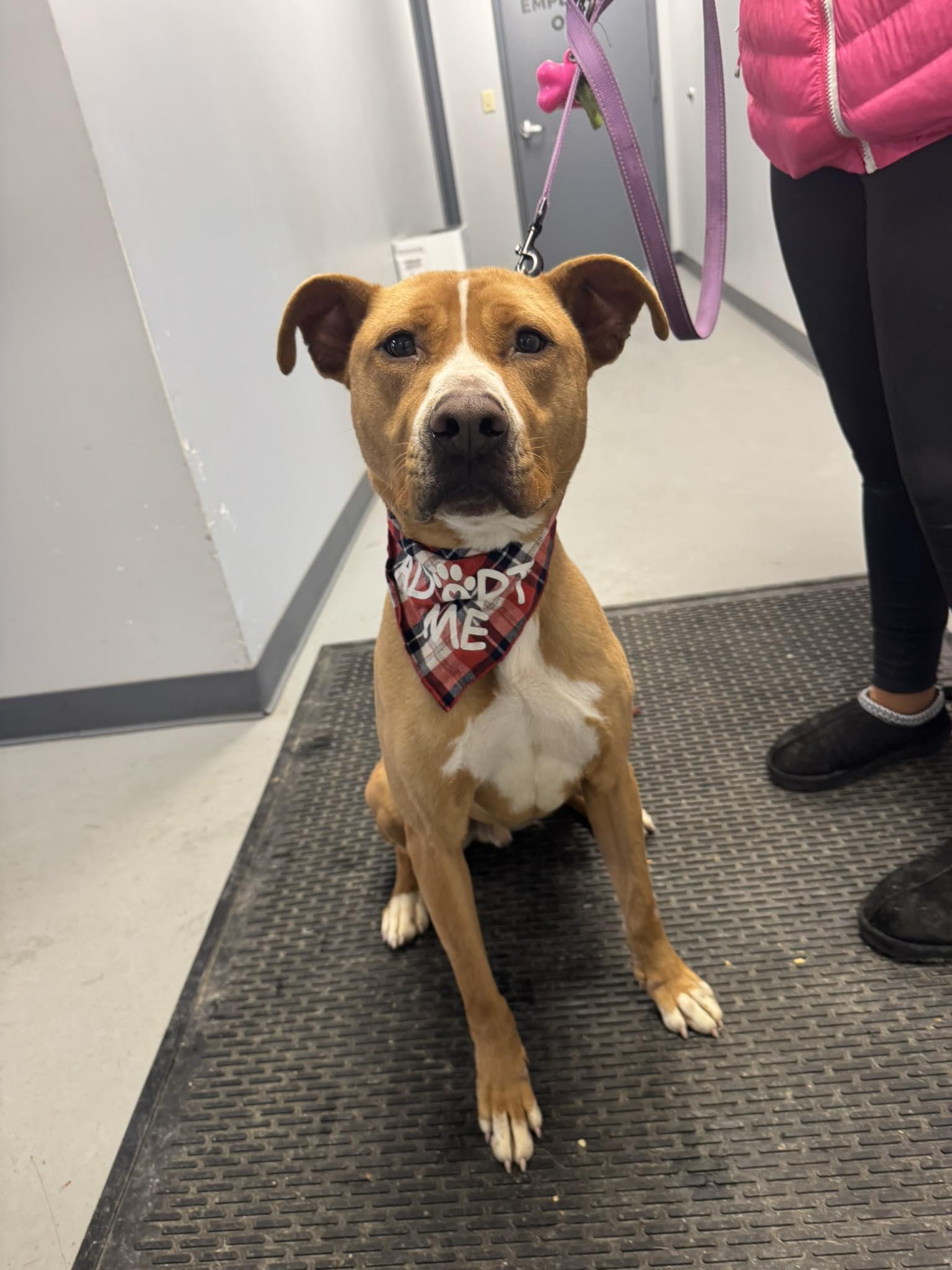 Sylvester , ADOPTABLE, Adult Male Terrier.