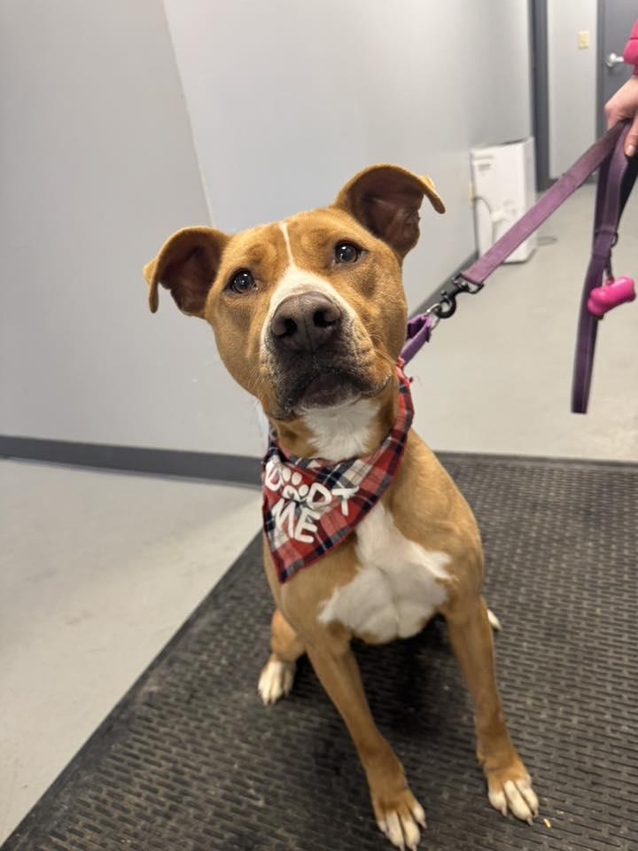 Sylvester , a ADOPTABLE mixed breed in Zanesville, OH image 3/3