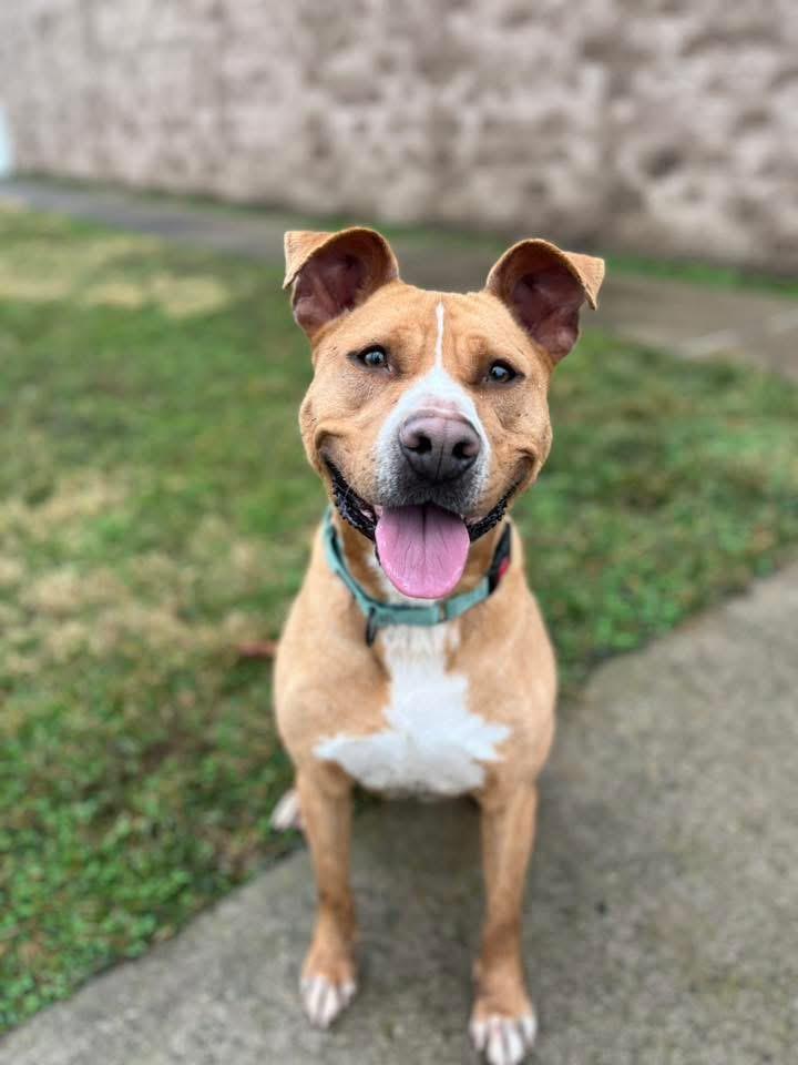 Enlarge Sylvester , a ADOPTABLE mixed breed in Zanesville, OH image 1/4