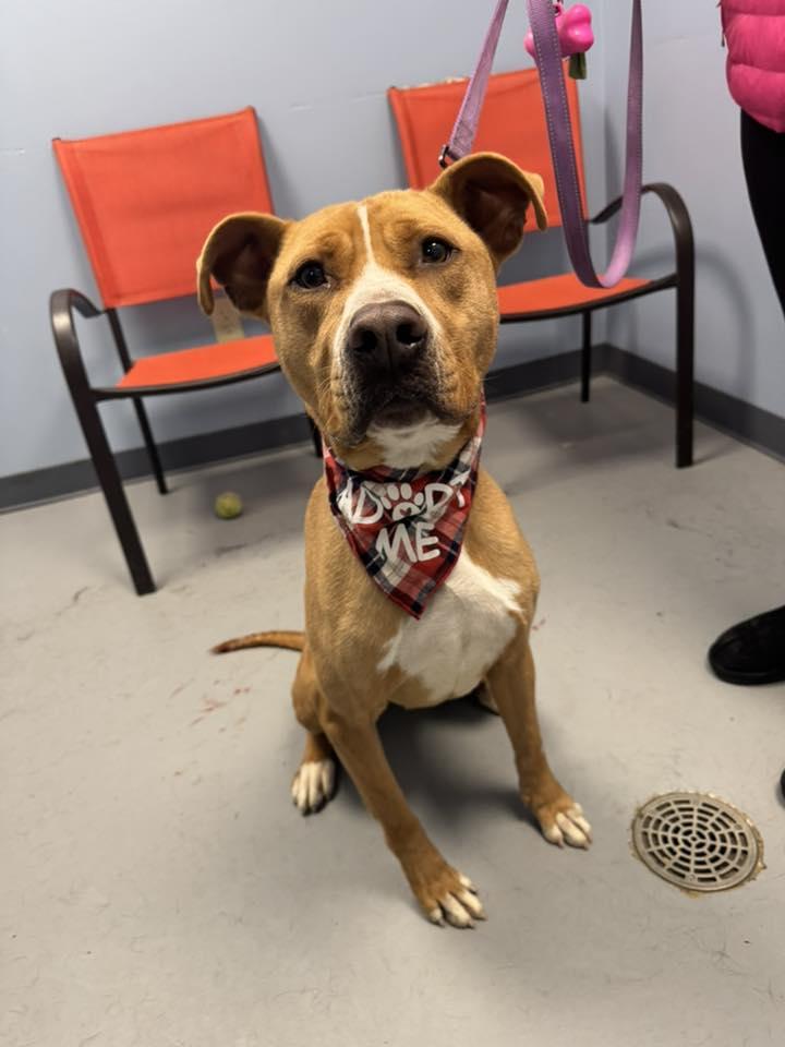 Sylvester , a ADOPTABLE mixed breed in Zanesville, OH image 2/3