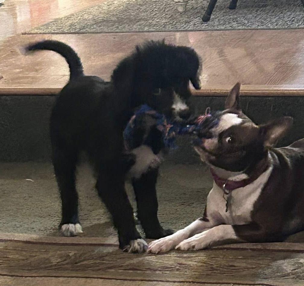 Shepadoodle Pups - Tipi, Adopted, Puppy Female German Shepherd Dog & Poodle.