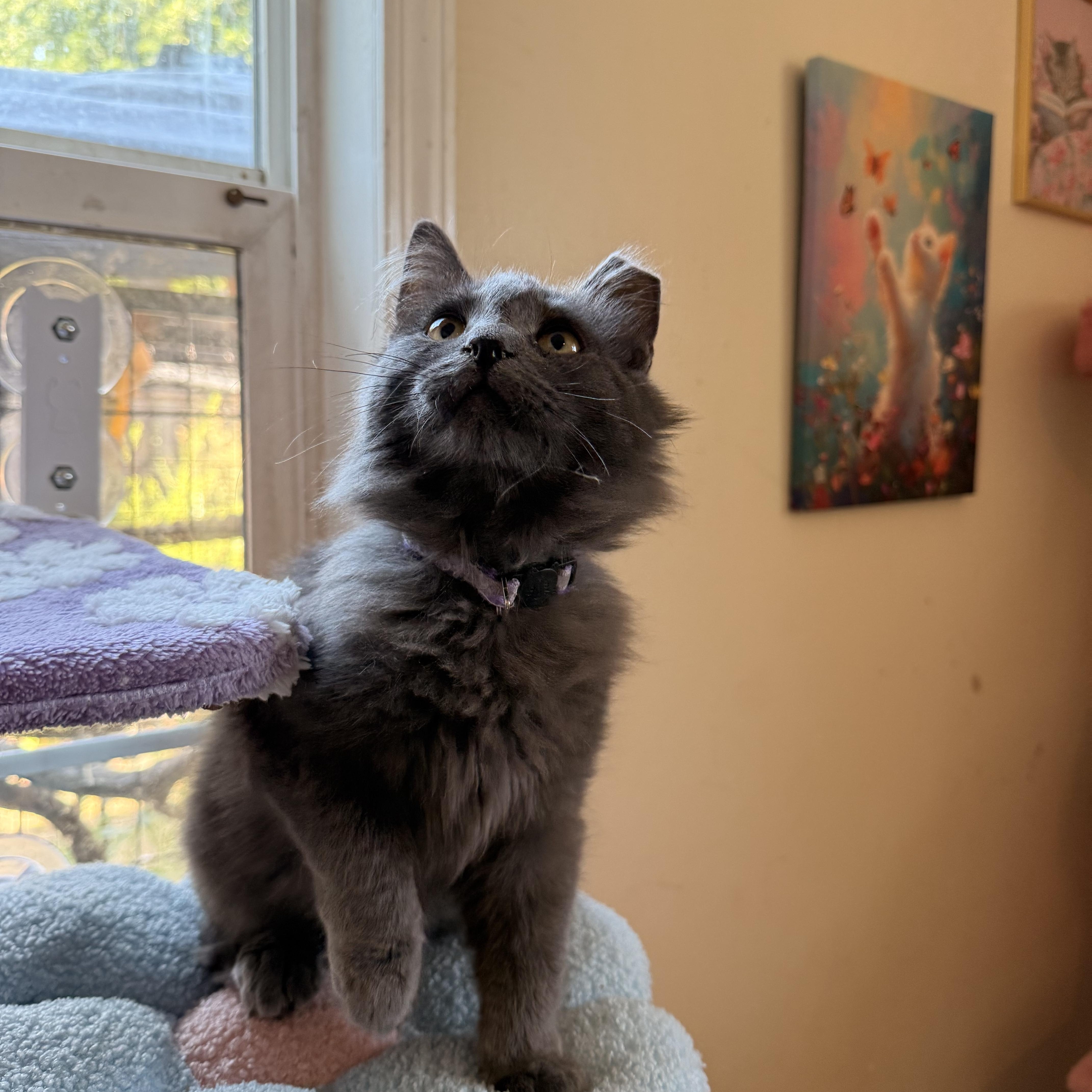 Cedar and Aspen, a ADOPTABLE Domestic Medium Hair in The Dalles, OR image 3/6