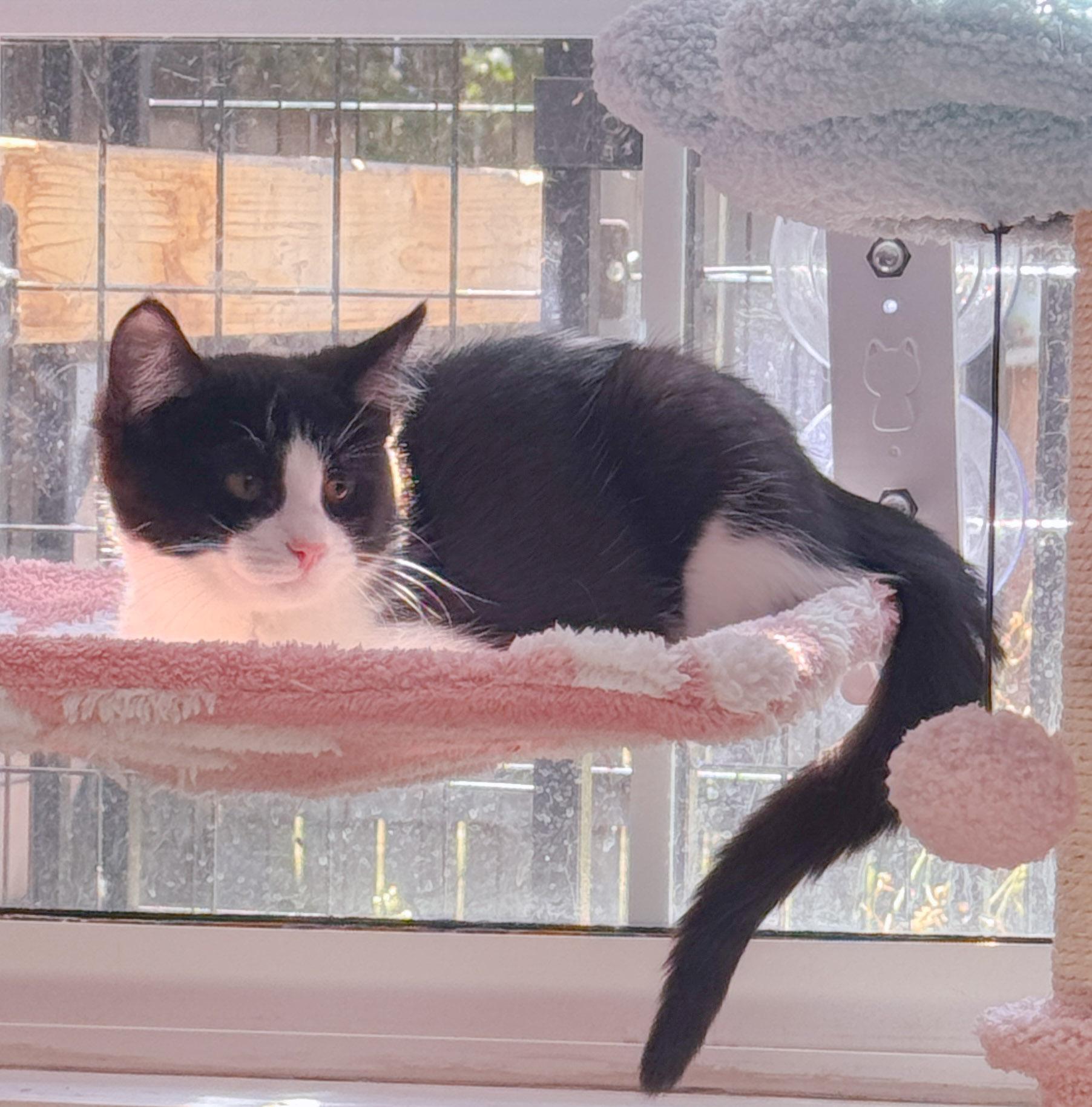 Cedar and Aspen, a ADOPTABLE Domestic Medium Hair in The Dalles, OR image 2/6