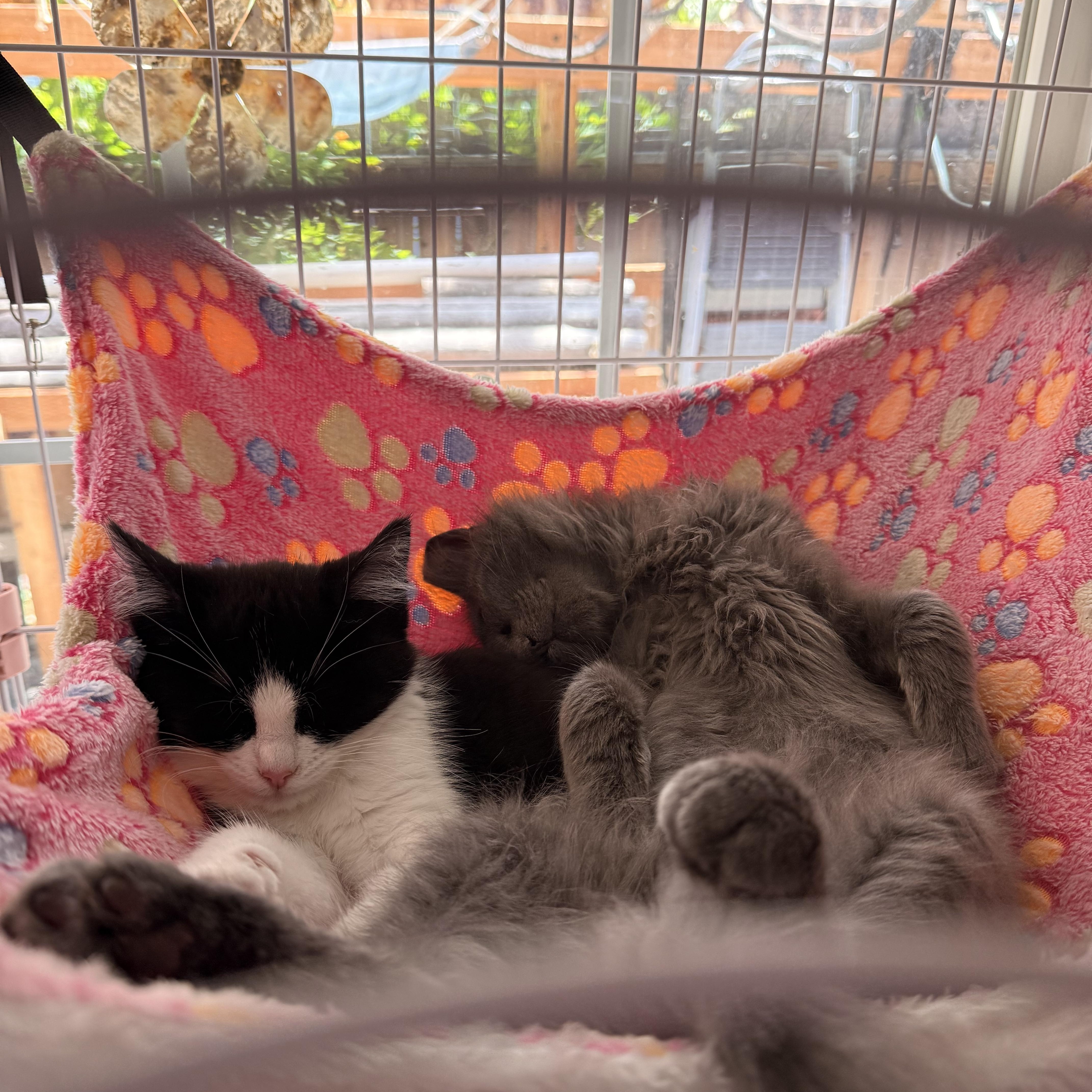 Cedar and Aspen, ADOPTABLE, Young Female Domestic Medium Hair.