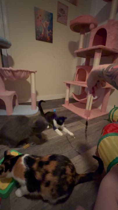 Enlarge Cedar and Aspen, a ADOPTABLE Domestic Medium Hair in The Dalles, OR video 5/6