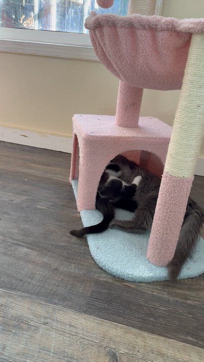 Enlarge Cedar and Aspen, a ADOPTABLE Domestic Medium Hair in The Dalles, OR video 6/6