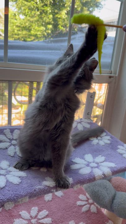 Enlarge Cedar and Aspen, a ADOPTABLE Domestic Medium Hair in The Dalles, OR video 4/6