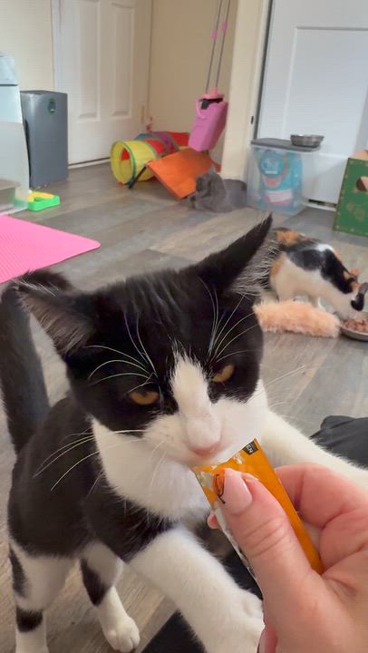 Enlarge Cedar, a Adopted Domestic Short Hair in The Dalles, OR video 4/4