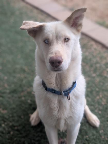 Cloud, Adoptable, Adult Male Shepherd & Mixed Breed.