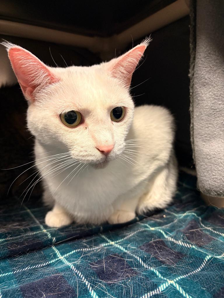 Winter, Adoptable, Adult Female Domestic Short Hair.