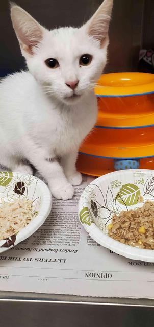 Enlarge Winter, a Adoptable mixed breed in Detroit, MI image 2/2