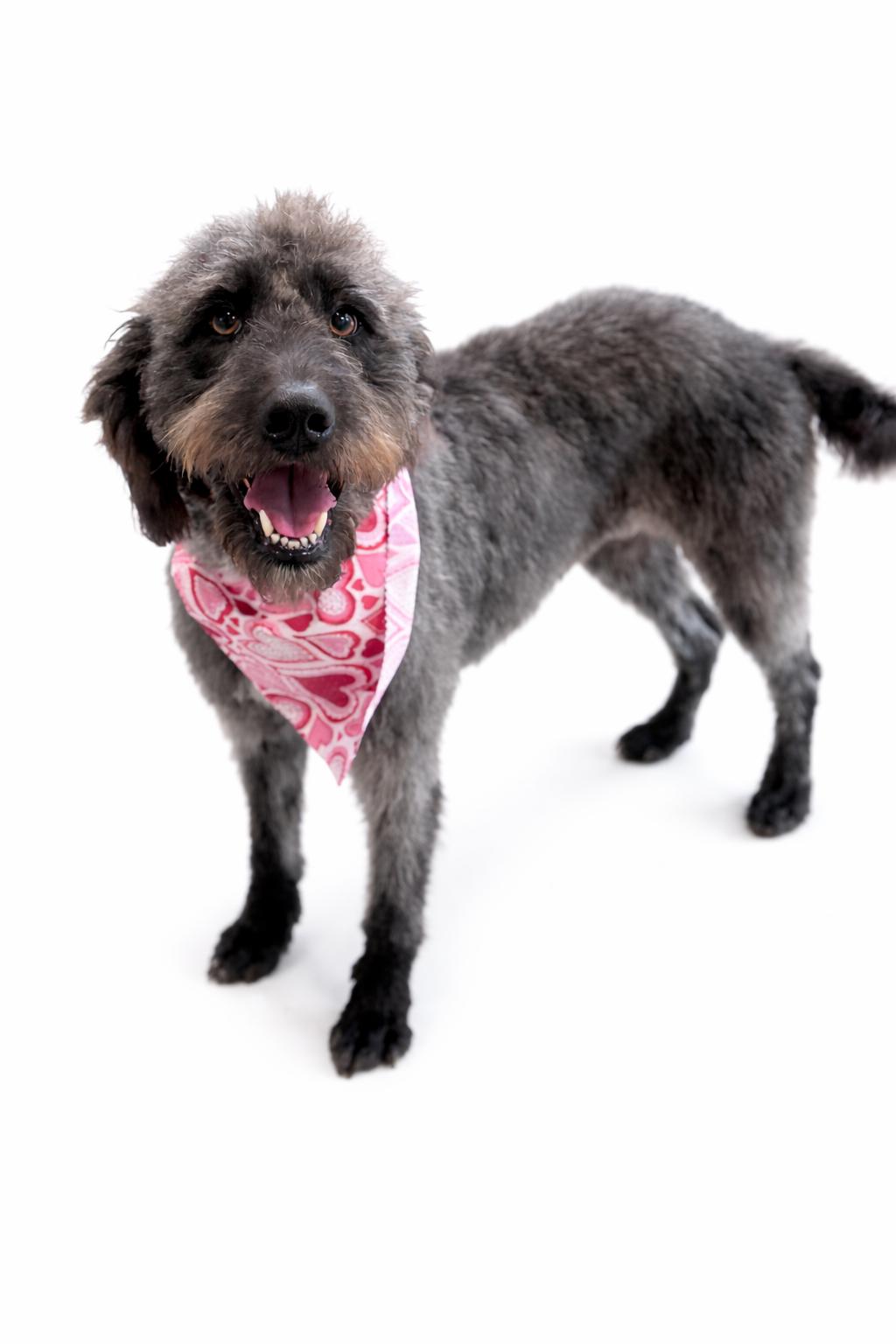 Lacey , adoptable, Young Female Labradoodle & Poodle.