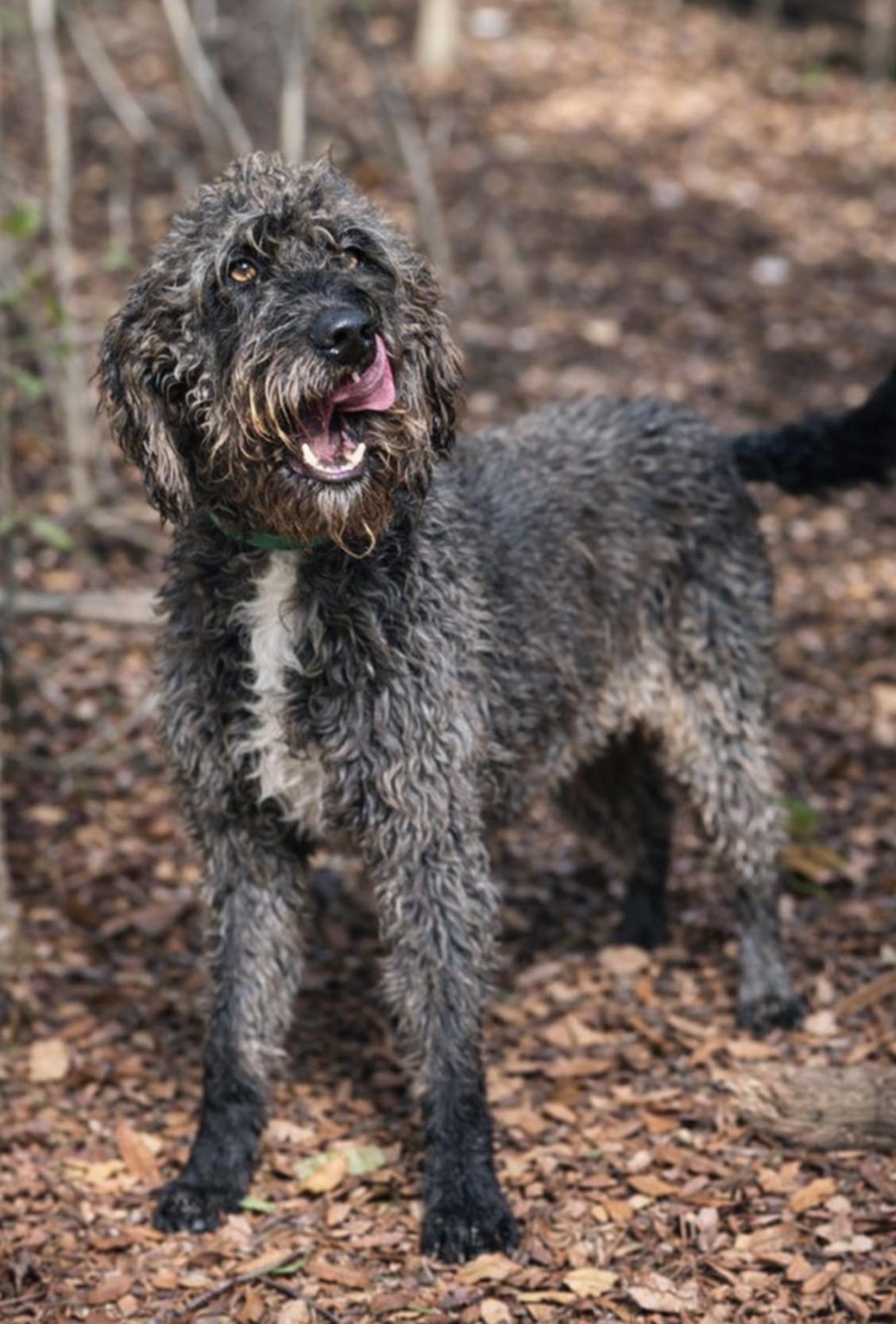 Lacey , an adoptable mixed breed in SYLVANIA, GA image 4/4