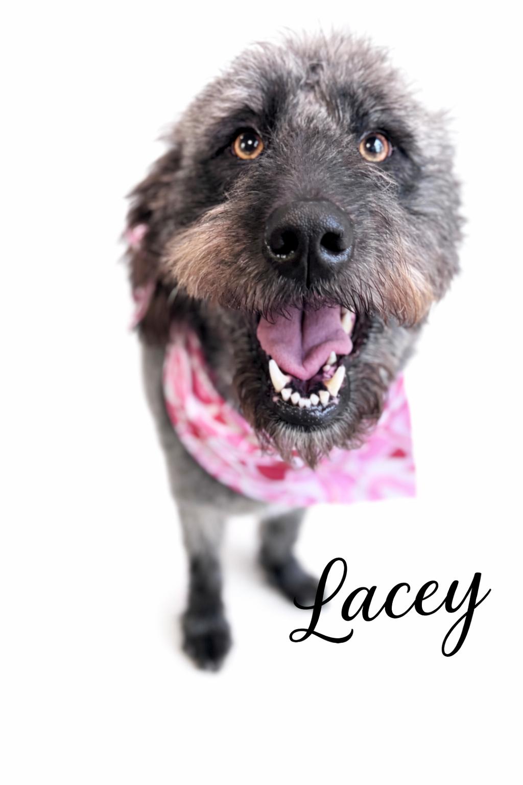 Lacey , an adoptable mixed breed in SYLVANIA, GA image 2/4