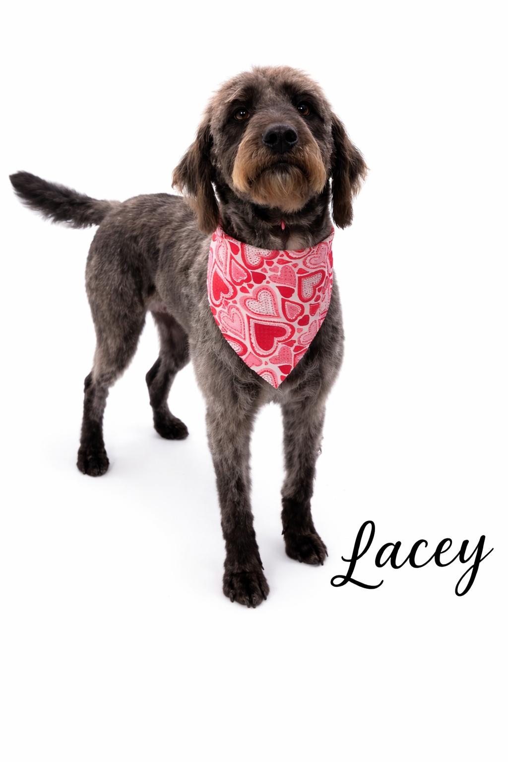 Lacey , an adoptable mixed breed in SYLVANIA, GA image 3/4