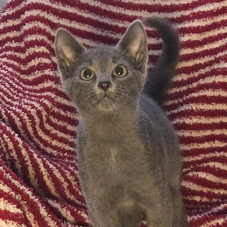 Enlarge Frijoles, a Adoptable Domestic Short Hair in Fargo, ND image 2/2