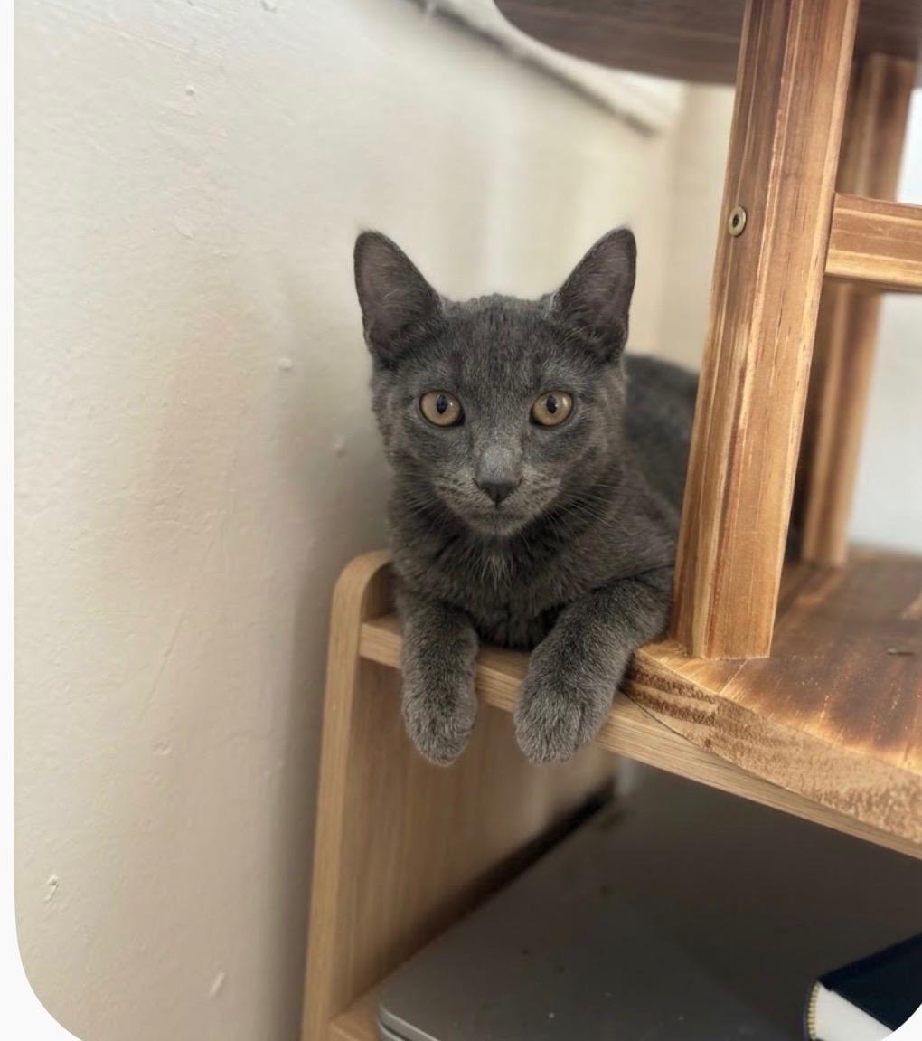 Buzz (Bonded to Hertz), Adoptable, Young Male Domestic Short Hair.